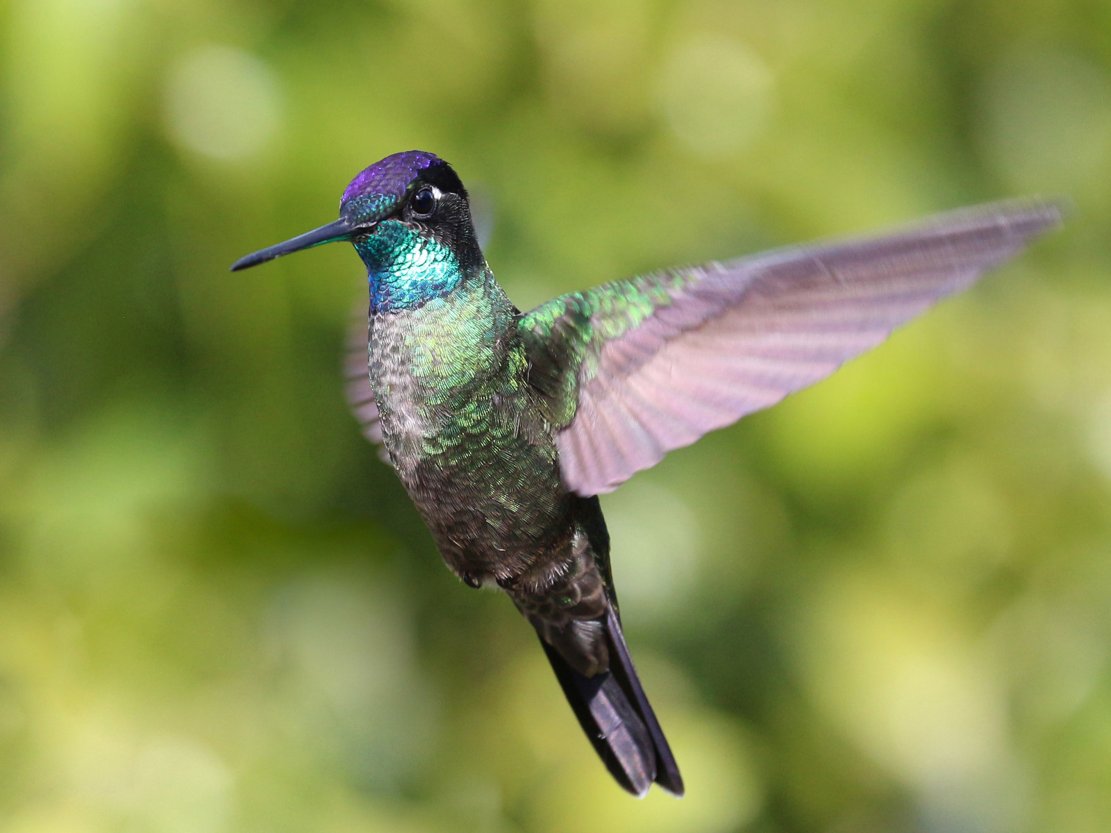 Photo of a hummingbird