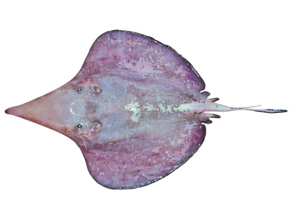 Sixgill stingray